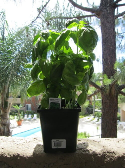 Fresh potted sweet basil plant growing outdoors in a black container