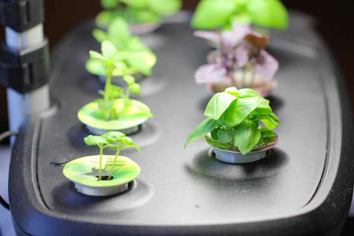 Aerogarden home-grown basil plants