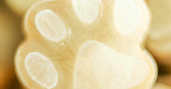 3 Ingredient Frozen Dog Treats