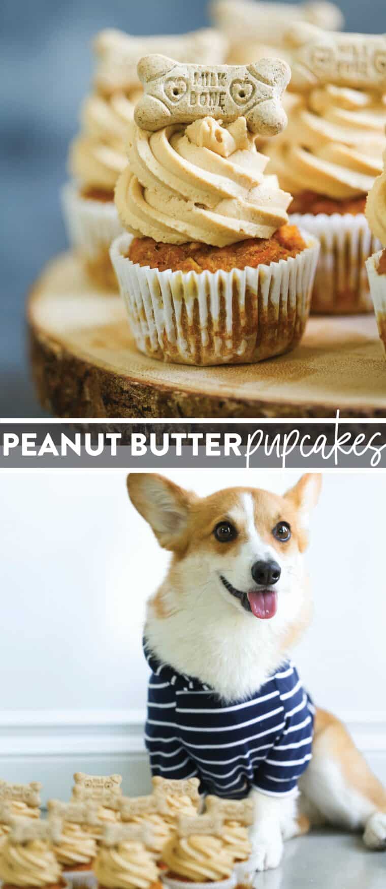 Peanut Butter Pupcakes - Dog-friendly cupcakes! These homemade pupcakes are so easy to make with pumpkin puree, applesauce, carrots, and a peanut butter frosting!