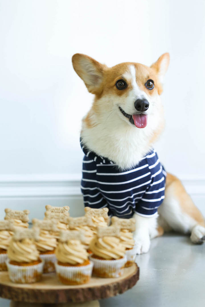 Peanut Butter Pupcakes - Treat your pup with these dog-friendly cupcakes filled with pumpkin, applesauce and carrots topped with a peanut butter frosting!